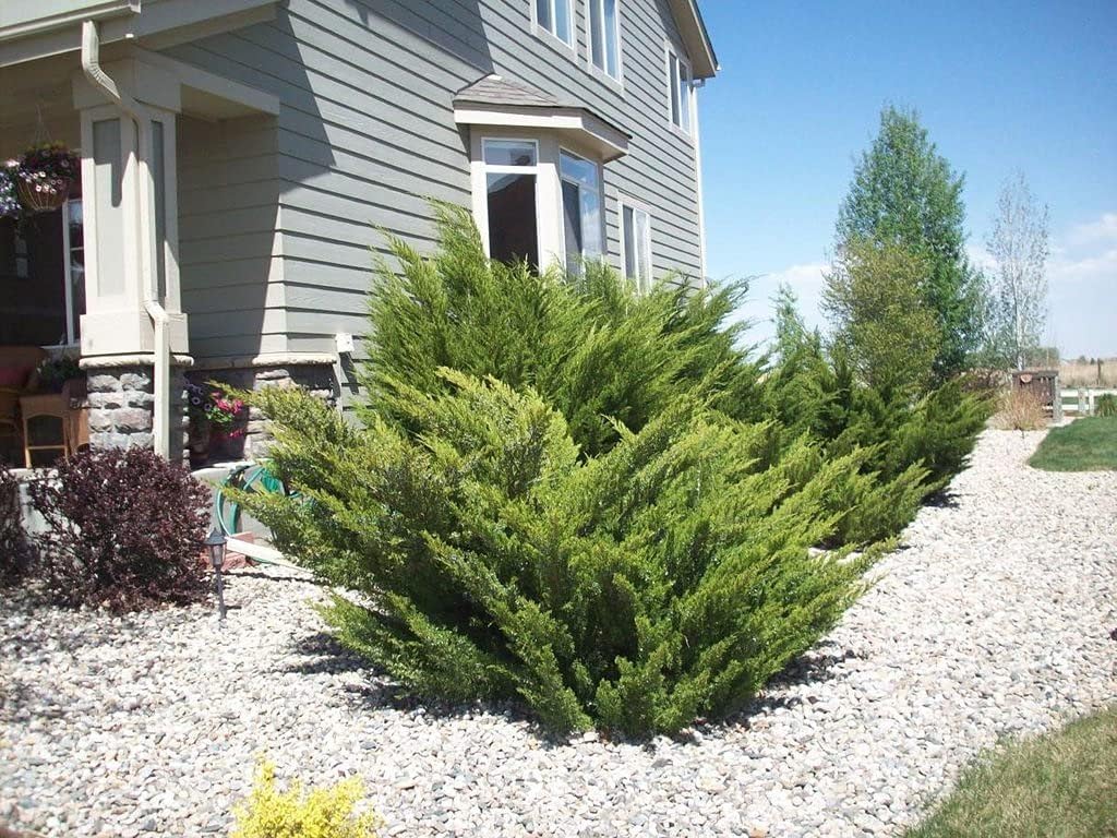Sea Green Juniper - 3 Live 4 Inch Pots - Juniperus Chinensis - Drought Tolerant Cold Hardy Evergreen Border Screening Plant