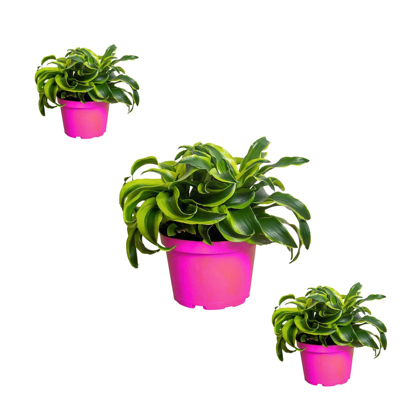 3 Pack Dracaena 'Tornado' in 6in Pot - Live Plants Tropical Houseplants | Variegated | USA Growers | The Snobby Leaf