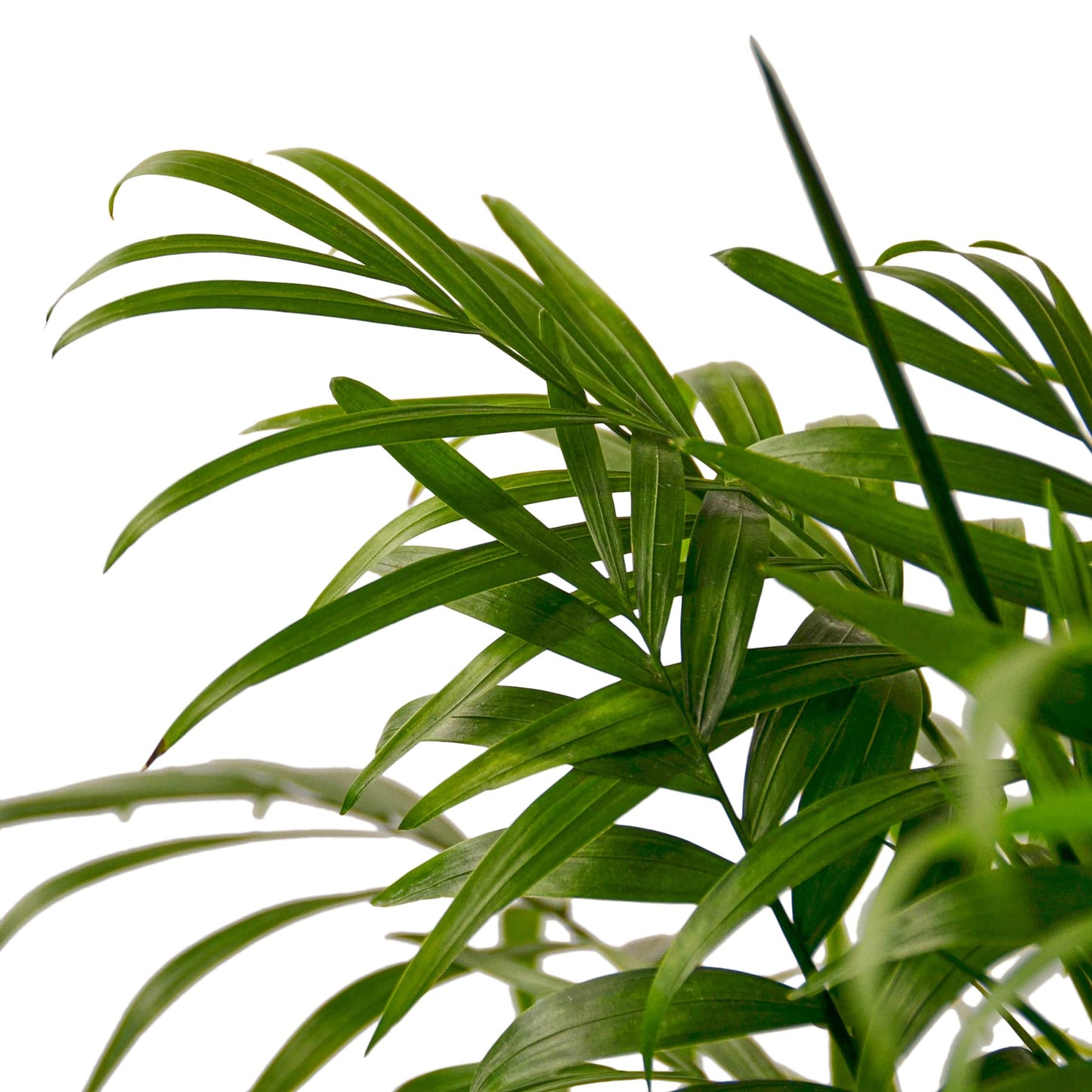 Parlor Palm Live Indoor Plant | Neanthebella Live Plant | Air Purifying Plant | Ship from CA in Nursey Pot | PET Friendly (Small Plant, 2" Pot)