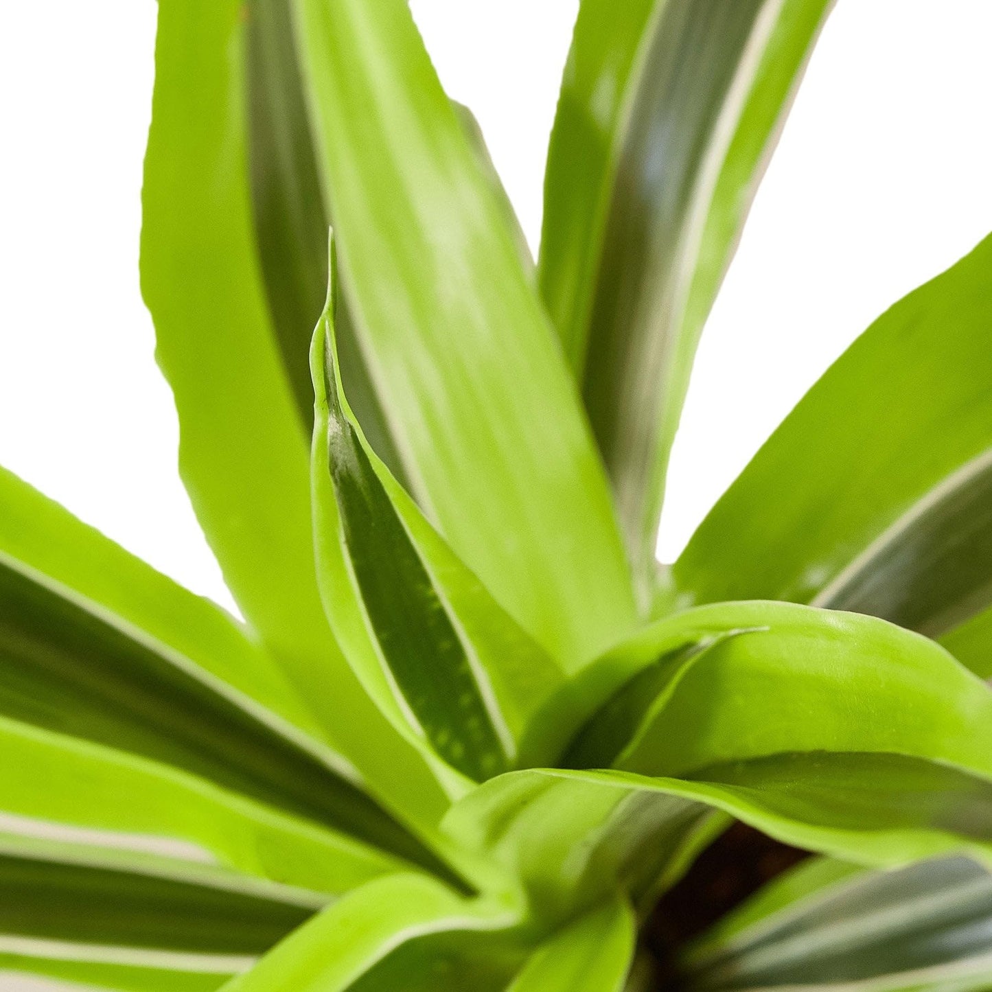 Dracaena Deremensis 'Lemon Surprise' | Live Plant for Indoor & Outdoor | for Living Room, Office, Bathroom | (6" Pot)