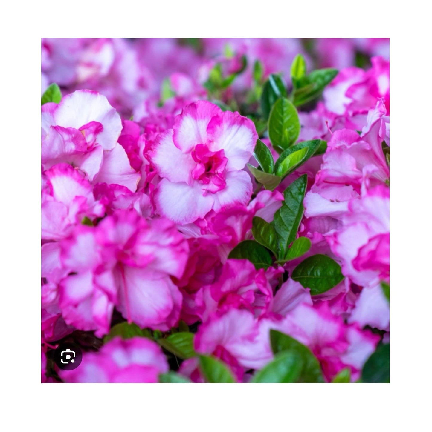 Live Plant - Encore Autumn KISSAzalea Deciduous Well Rooted Starter Plant