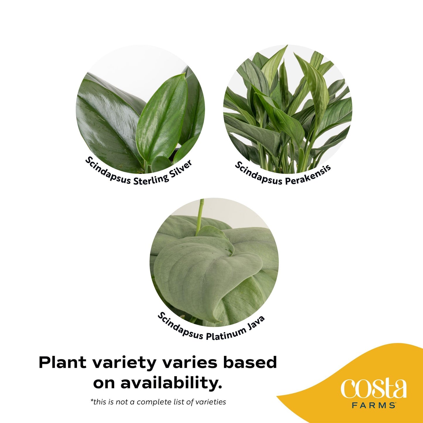 Costa Farms Scindapsus Live Plants (2-Pack), Assorted Houseplants in Self-Watering Pots, 9-12 Inches Tall, Low Light Vining Indoor Houseplants, Rare Variegated Foliage for Office & Home Decor