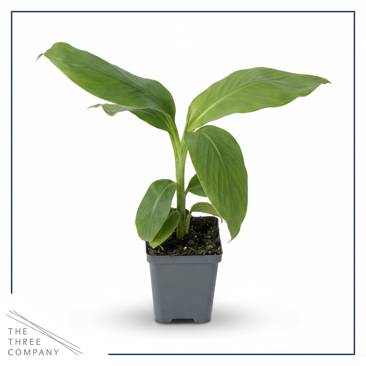 Live Hardy Banana Plant (Musa Basjoo) – Cold Hardy Tropical Perennial, Grows 6–10 Ft Tall, Fast Growing Outdoor Accent, Ships 15” Tall in 1.5 Qt Pot