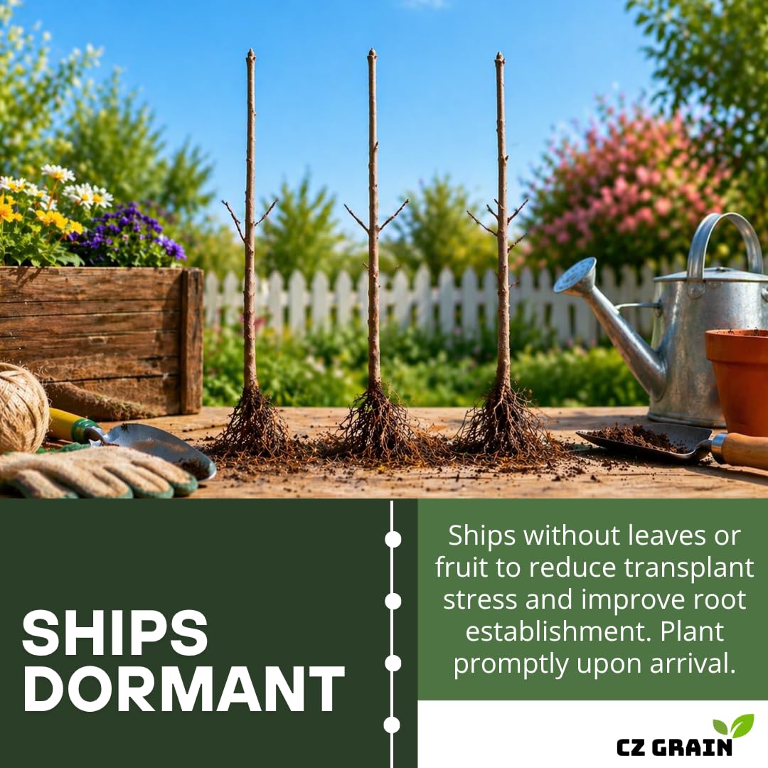 Apple, Plum & Pear Trees (3-Pack) – Dwarf Fruit Trees, Easy Grow Backyard Orchard Starter Kit (6 Pack - 2 of Each)