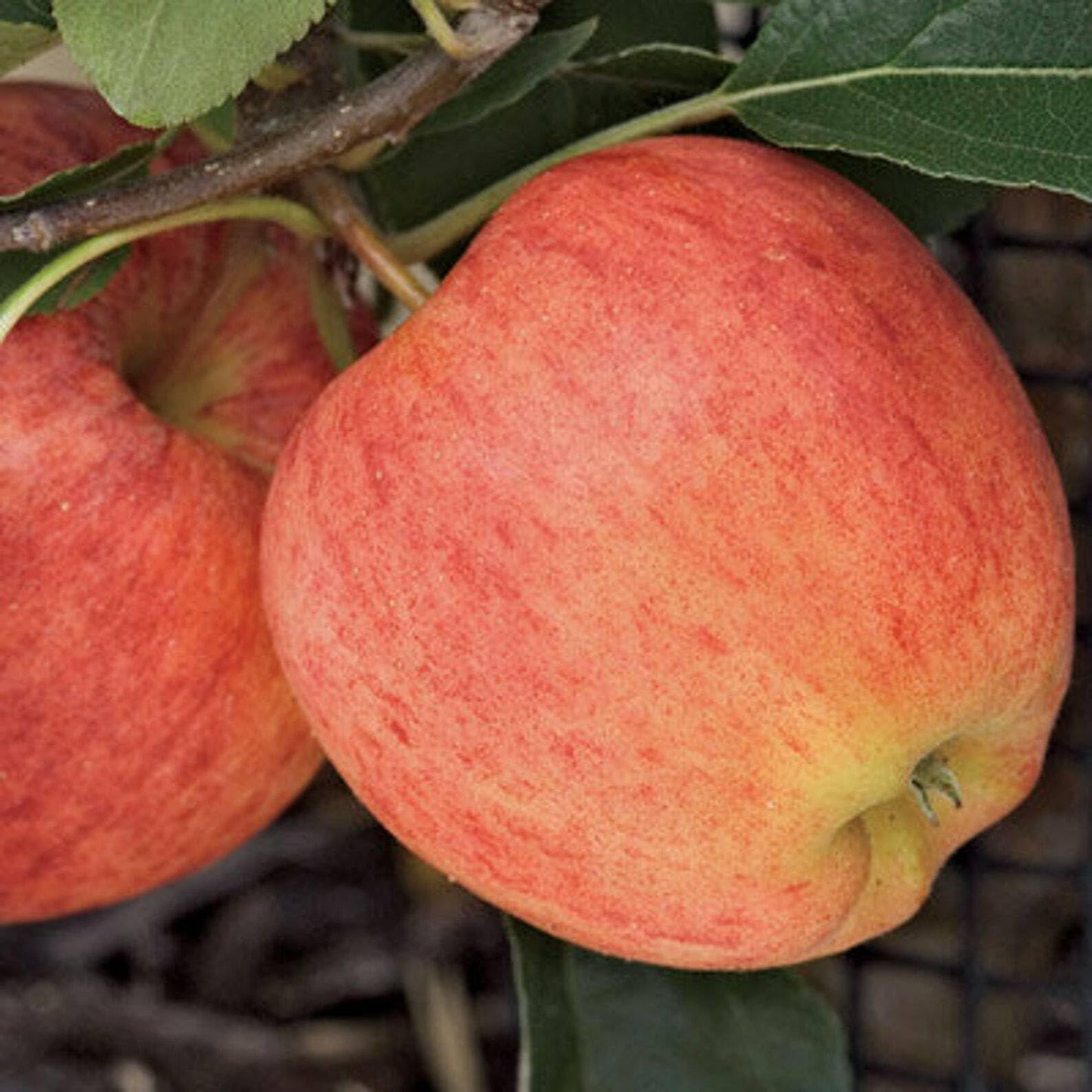 Live Plant - Gala Apple Tree - 24-36" Tall Live Plant - Bareroot Seedling - Malus 'Gala'