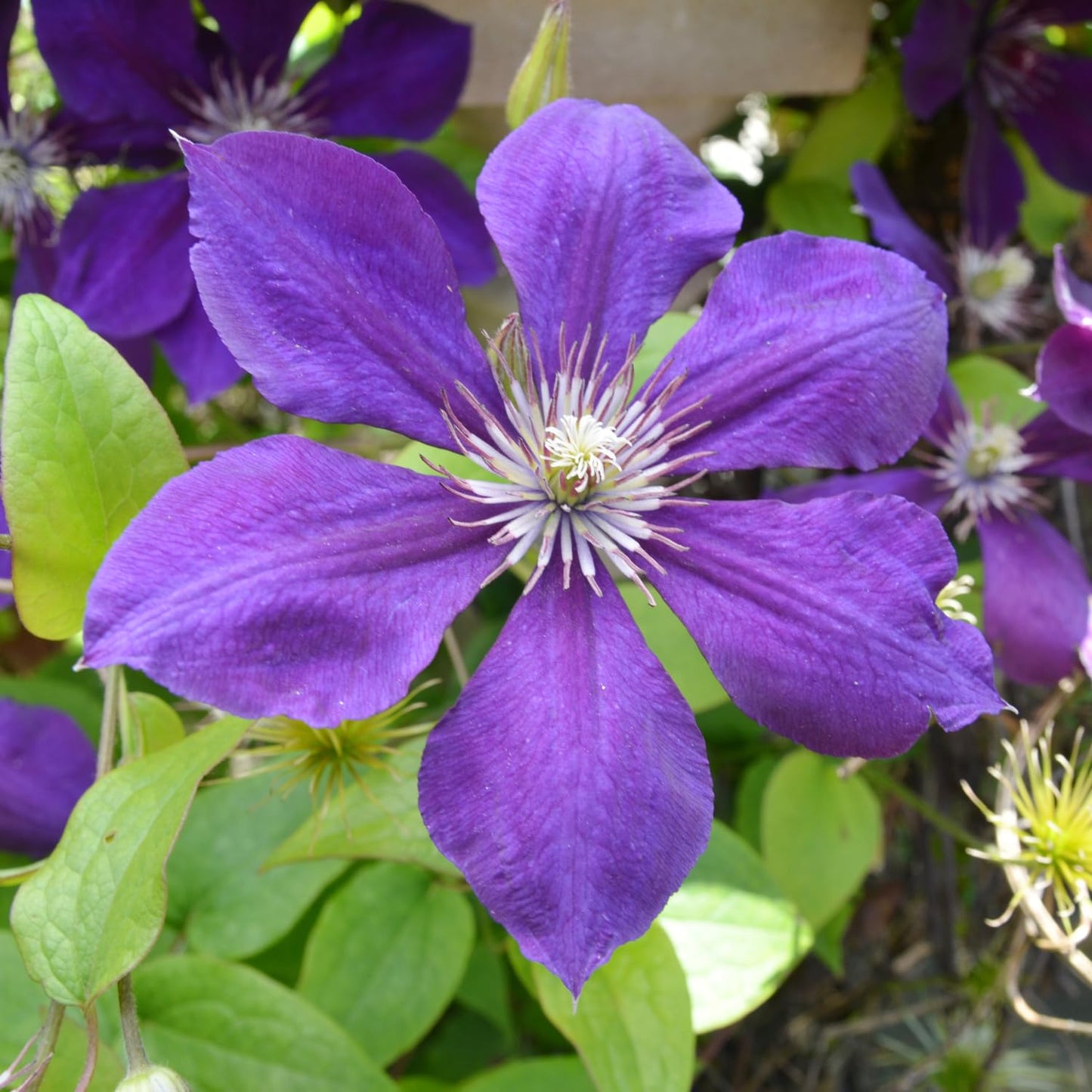 Purple Clematis Vine Live Plant Clematis Flower Perennial Starter Plant in 2.5 Inches Pot