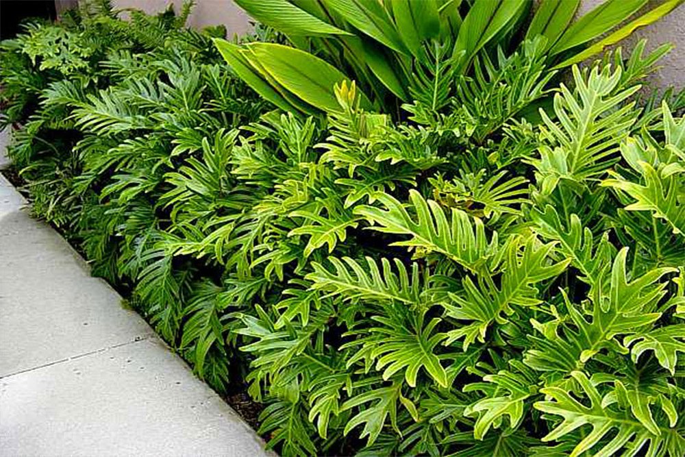American Plant Exchange Philodendron – Xanadu, 10-Inch Pot, Home and Garden Décor