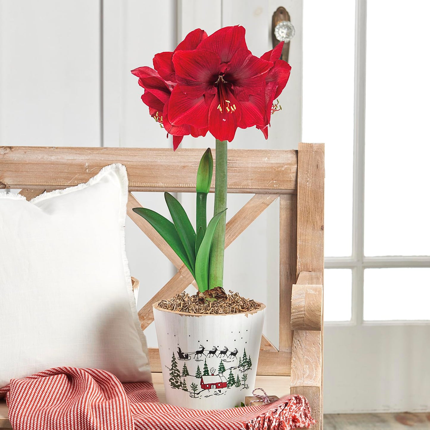 BRECK'S - Miracle Red Flowering Amaryllis Bulb Gift Kit - One Dormant Bulb Pre-Planted in a Wooden Decorative Planter