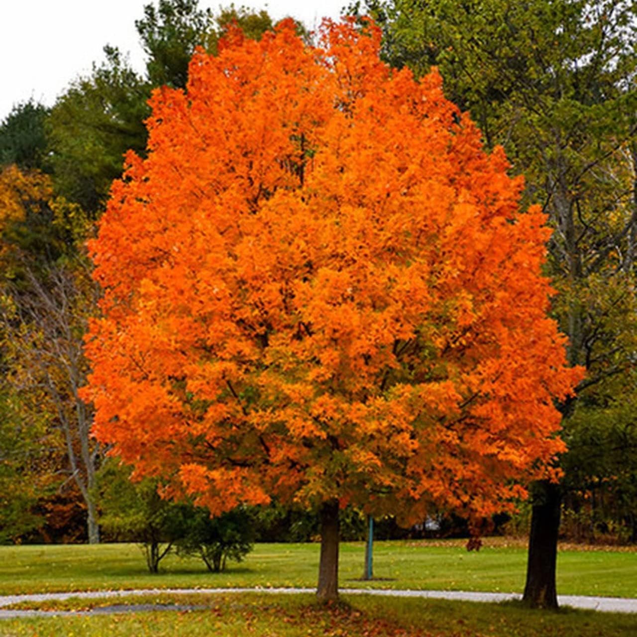 Sugar Maple Tree Seedlings for Planting | Live Tree Seedlings (3 Seedlings)