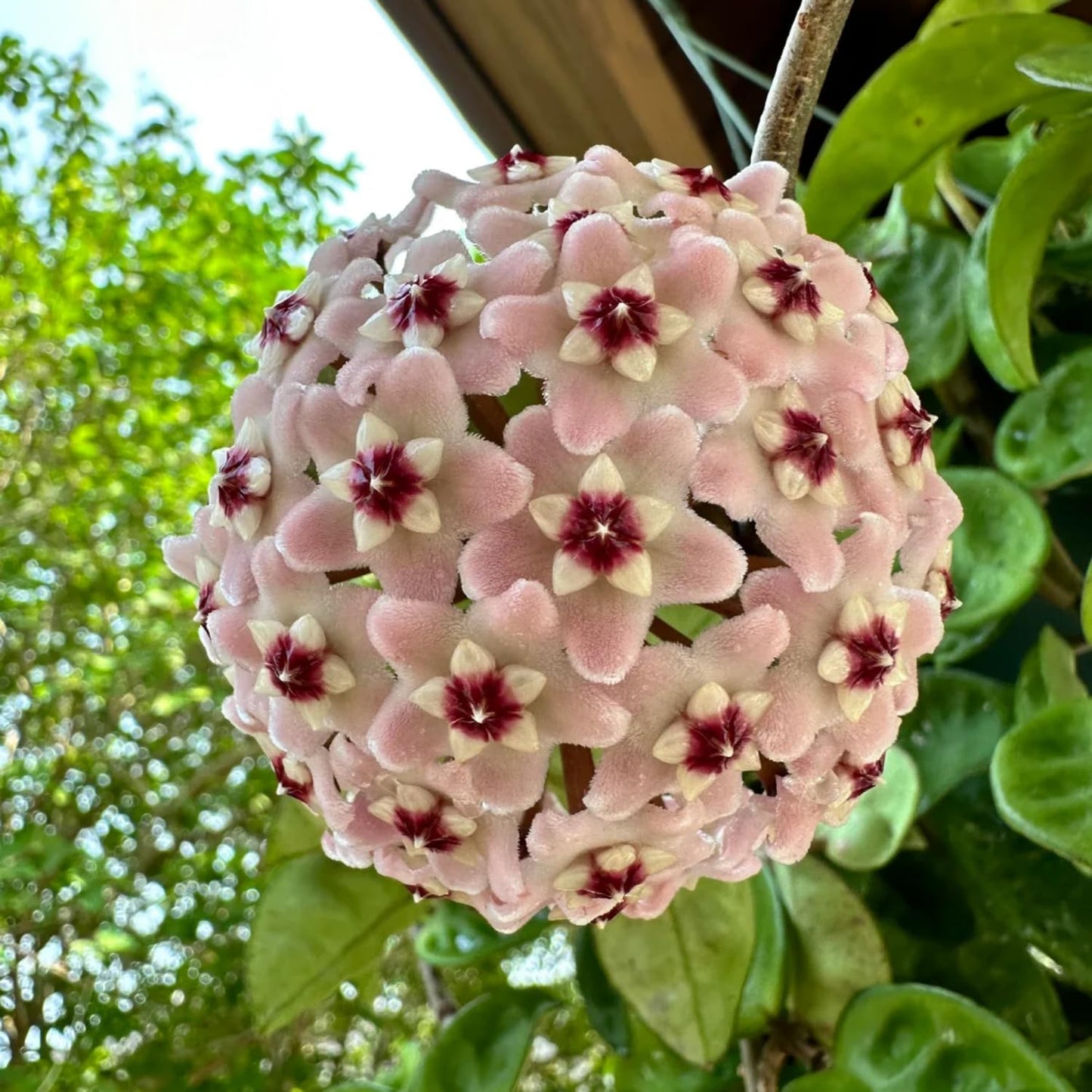 Hoya Plant, Hoya Live Plant, Rare Hoya House Plant Live 4 to 7 Inches Height, No Pot, Vine Hoya Plant