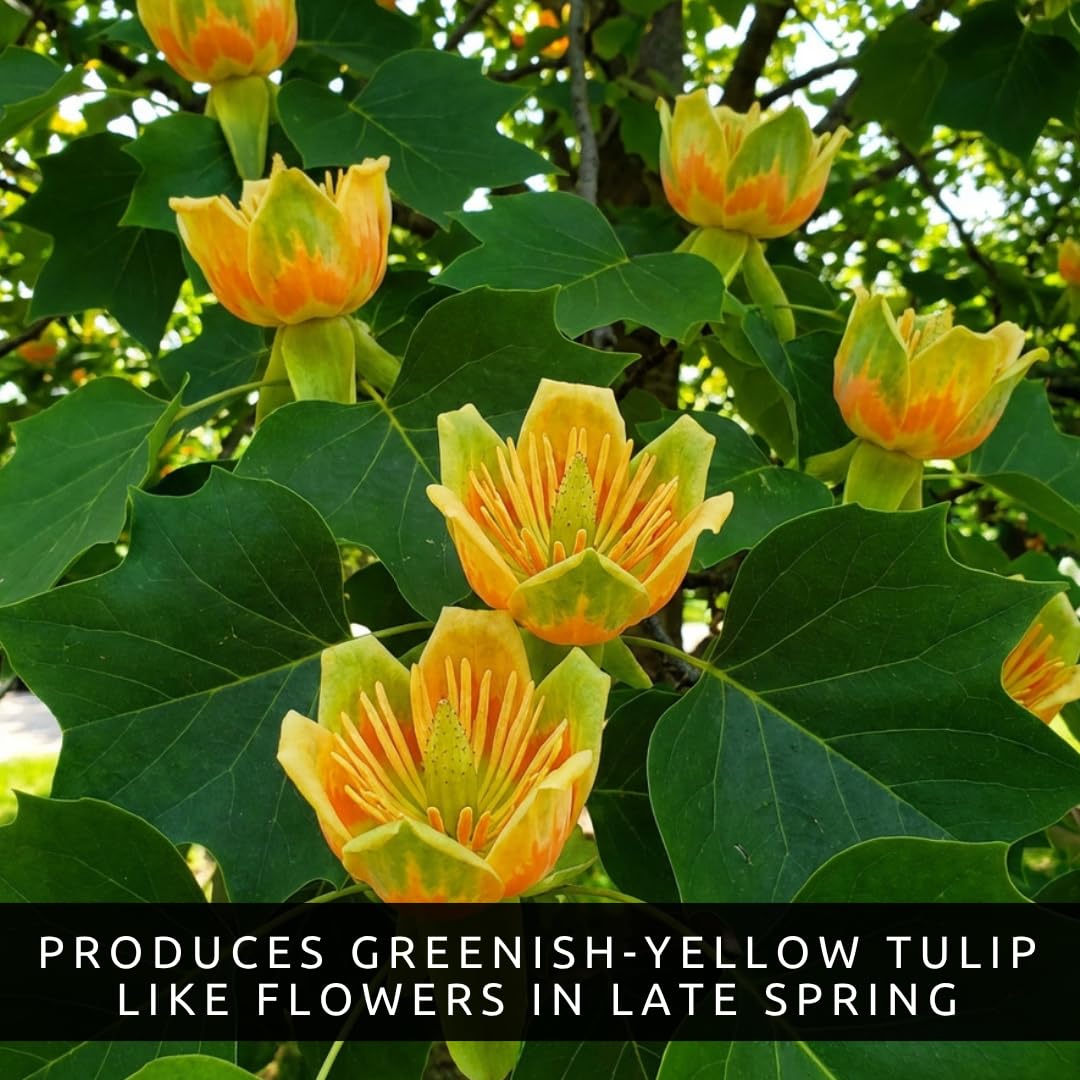 Tulip Poplar Live Tree Plants for Growing – Liriodendron tulipifera – Fast Growing Shade Trees with Tulip Flowers – Bare Root Trees for Planting Outdoors (2 Trees)