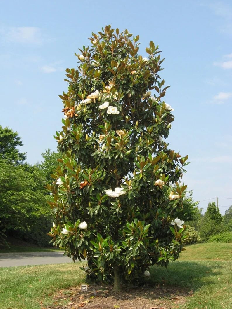 Live Plant - Southern Magnolia Tree 20-28 inch Tall