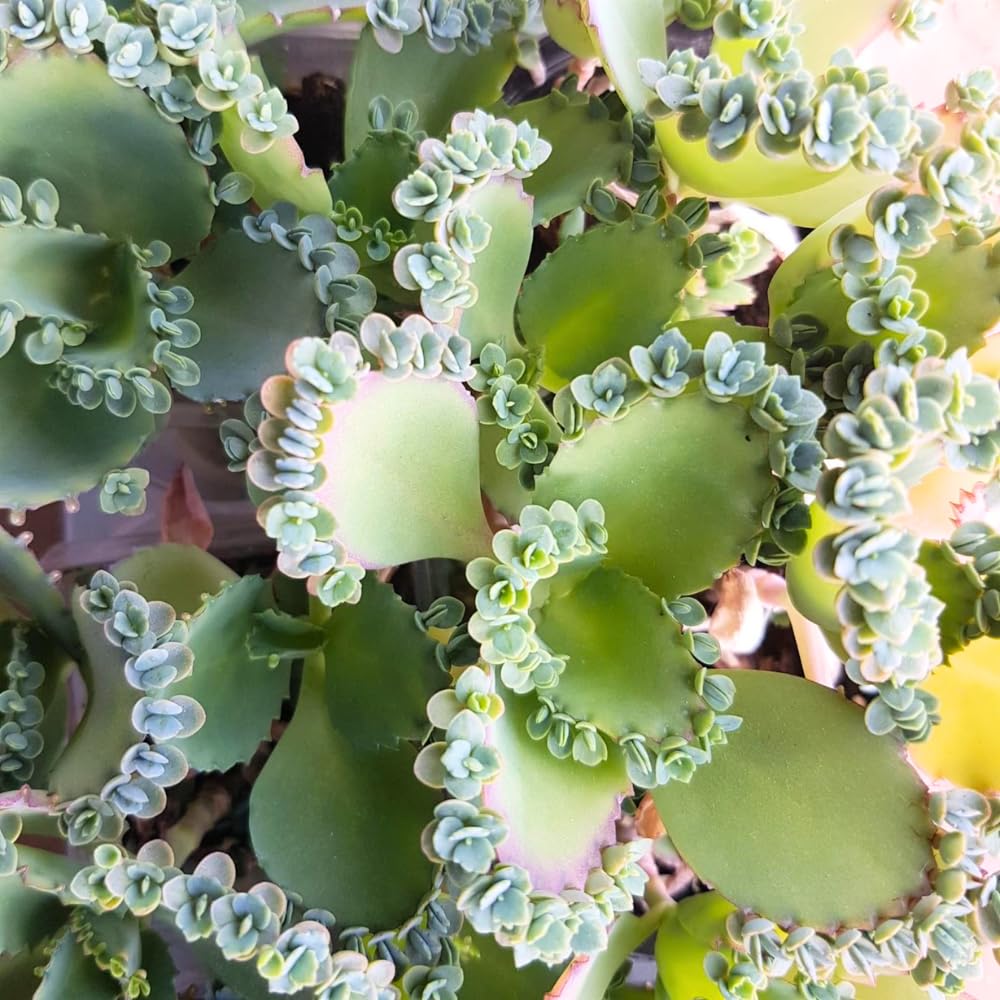 Kalanchoe Mother of Thousands Plant Live, Rare Kalanchoe Succulent Flowering Home Garden, in 2" Pot