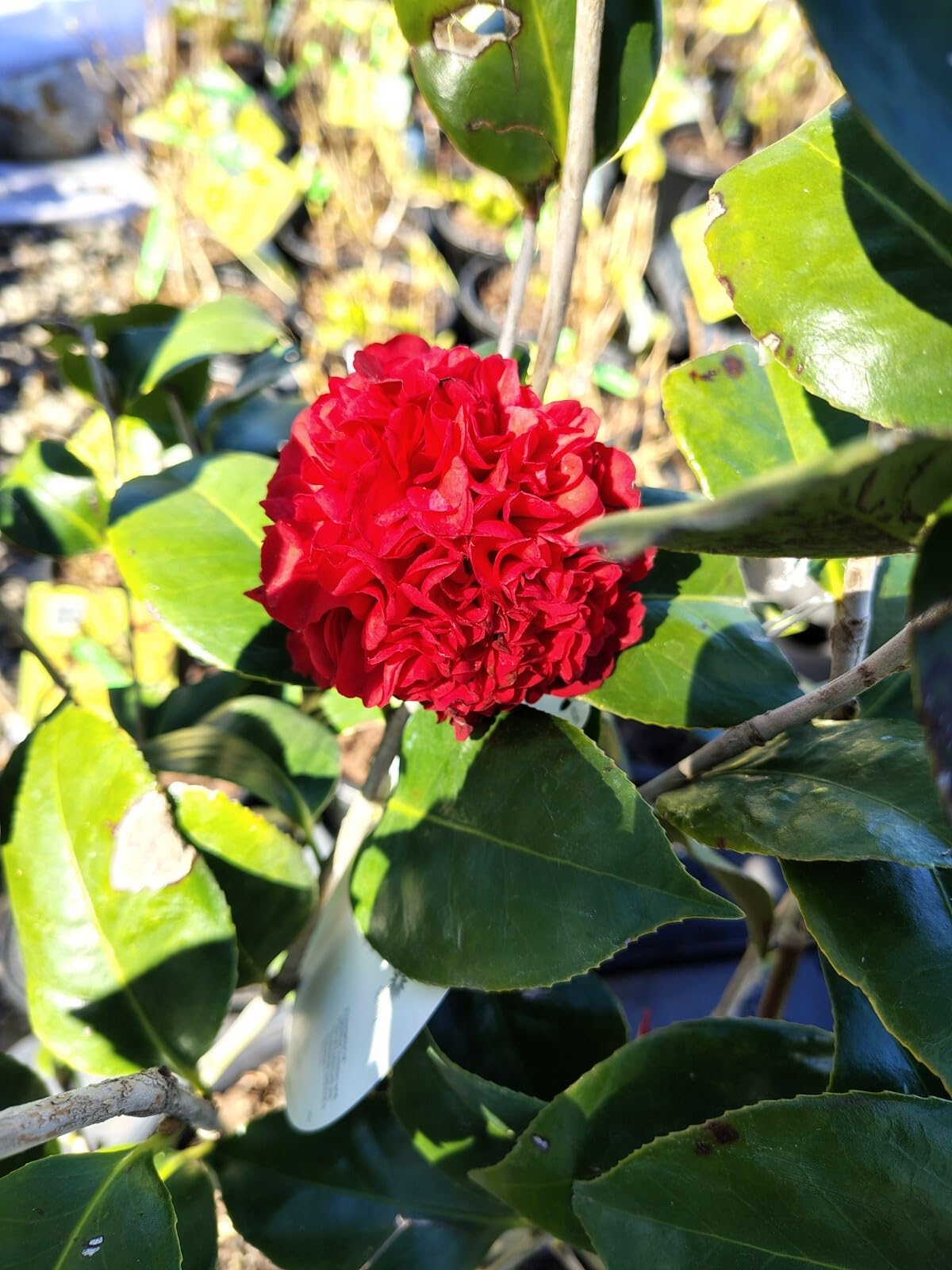 Live Plant - Professor Sargent Red Camellia Japonica - Live Plant - 3 Gallon Pot