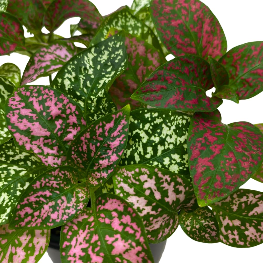 BubbleBlooms Polka-dot-Plant in a 4 inch Pot, Hypoestes phyllostachya Tricolor Red Pink and White