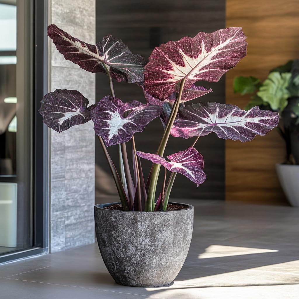 40pcs Purple-White Colocasia Seeds – Exotic Elephant Ear Plant Seeds for Planting, Bold Tropical Foliage, Easy to Grow Decorative Plant for Garden, Patio, Landscape & Indoor Containers