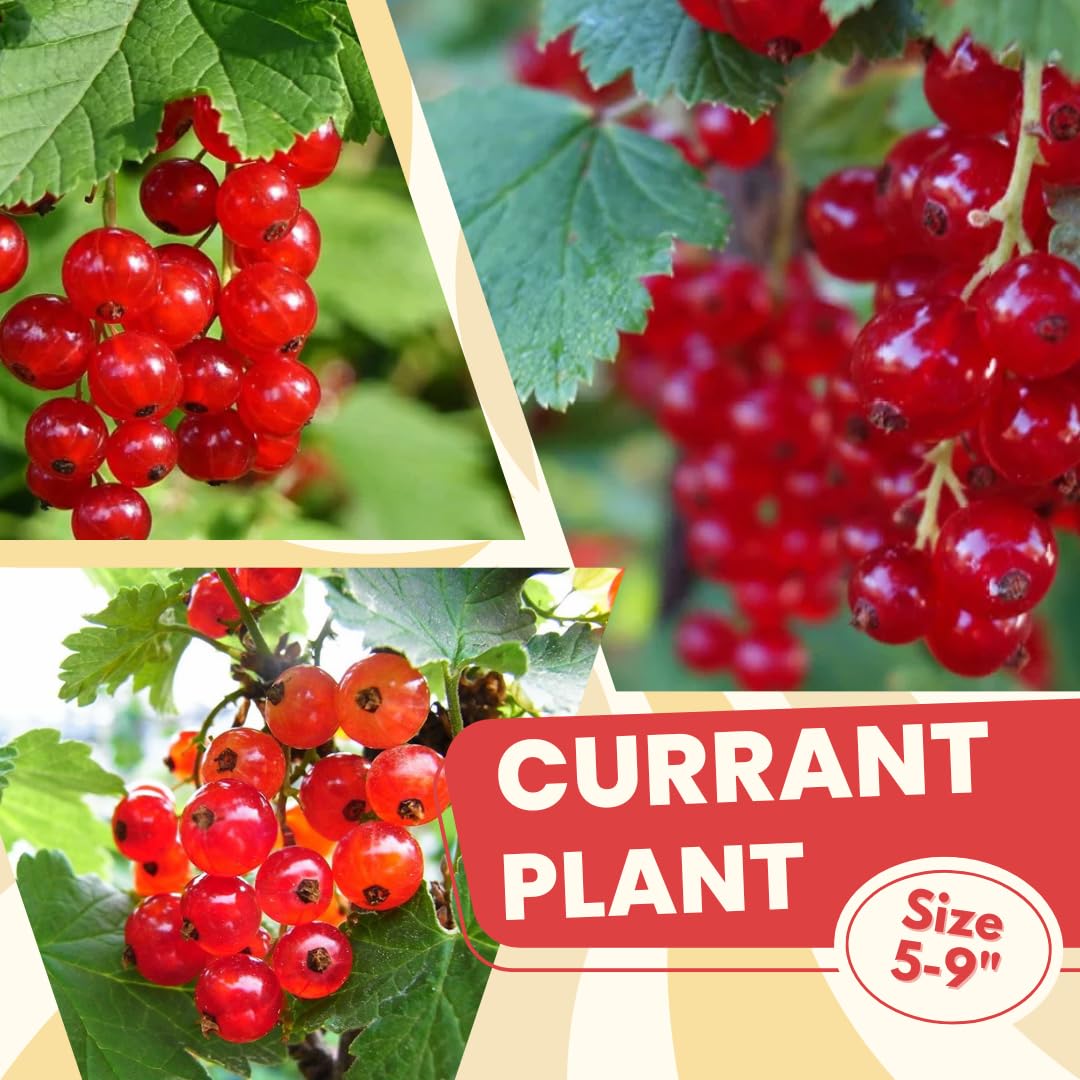 Red Currant Plant Live Well Rooted, 1 Year Large Bare Root, Red Currant Bush Live Plant 5-9 Inch Height, Currant Berries