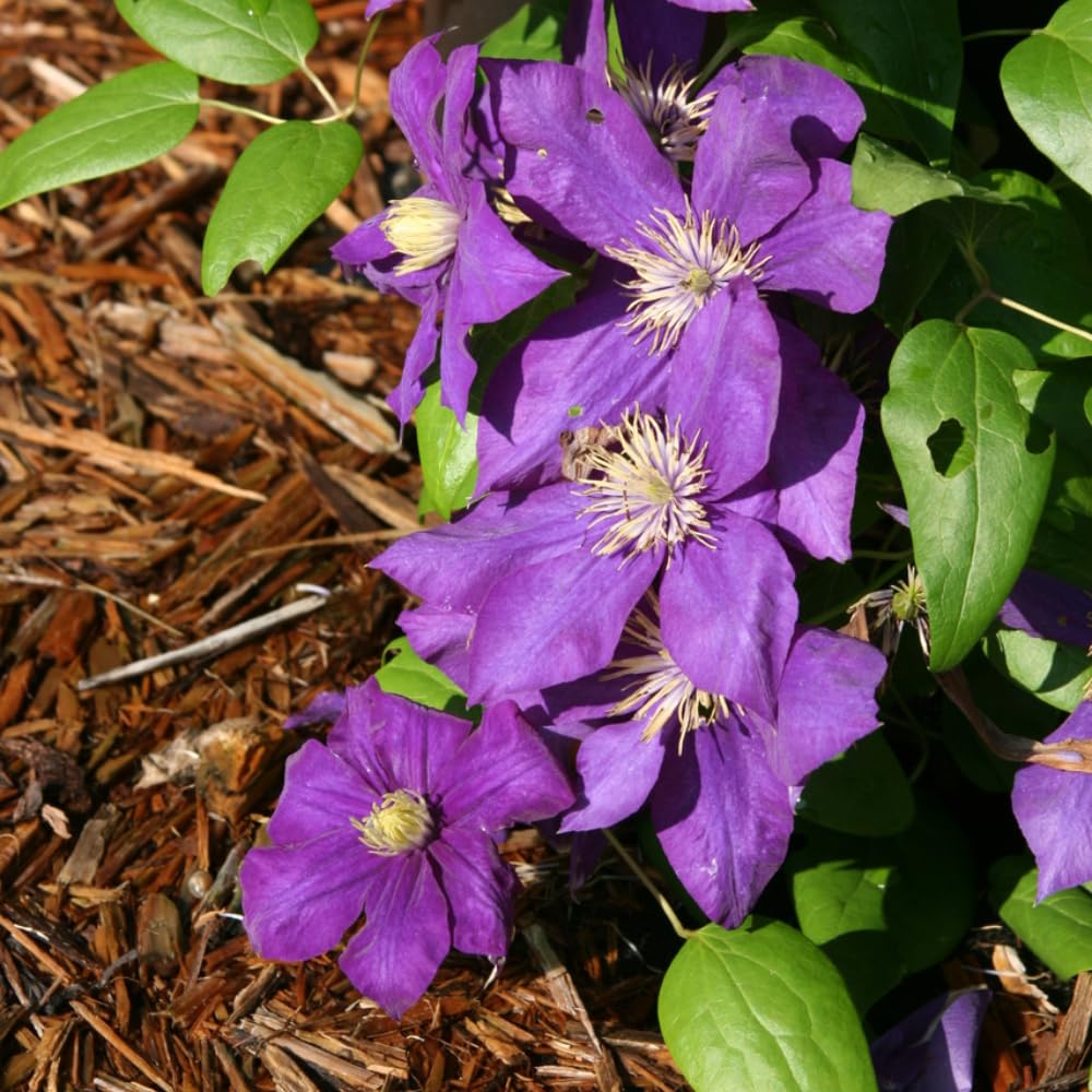 Purple Clematis Vine Live Plant Clematis Flower Perennial Starter Plant in 2.5 Inches Pot