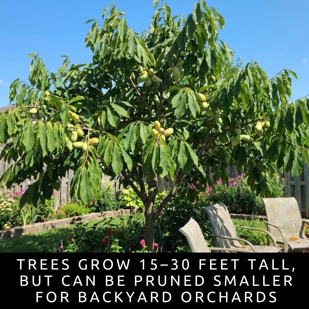 Pawpaw Tree Live Plants (Asimina triloba) – 1-2 Feet Tall Hardy Native Fruit Trees – Produces Delicious Tropical-Flavored Pawpaw Fruit – Fast Growing Backyard Orchard Plant (2 Trees)