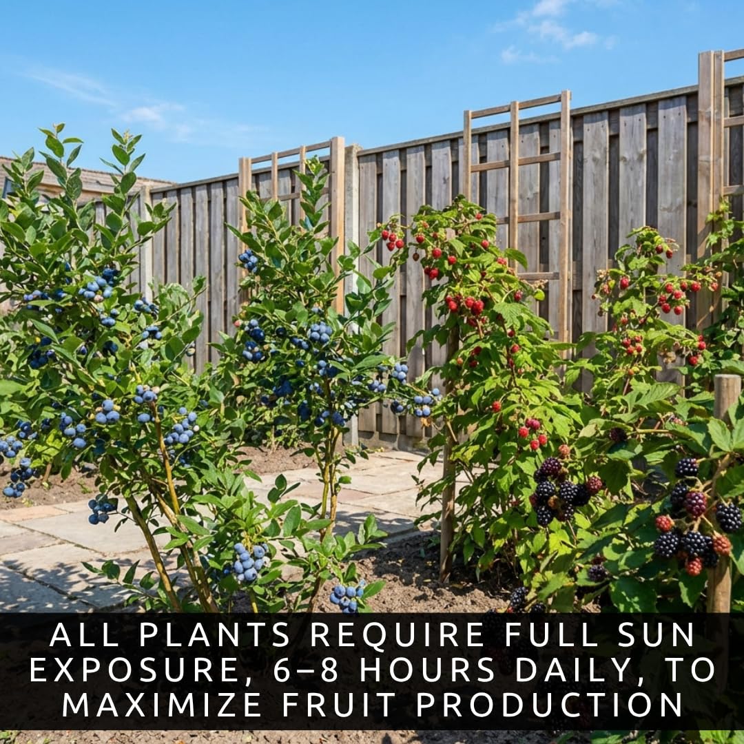 6 Pack Berry Grower Live Plants Bundle – 2 Blueberry, 2 Raspberry & 2 BlackBerry Bushes – Fruit Plants for Outdoor Garden or Containers – Easy to Grow Edible Berry Starter Kit