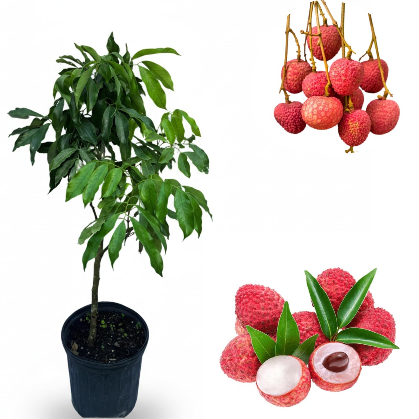Mauritius Lychee Tree Live for Planting, Grafted Lychee Tree 3 Feet Tall in 3 Gallon Pot, Tropical Litchi Fruit Seedling for Indoor Outdoor Garden, Can't Ship to CA