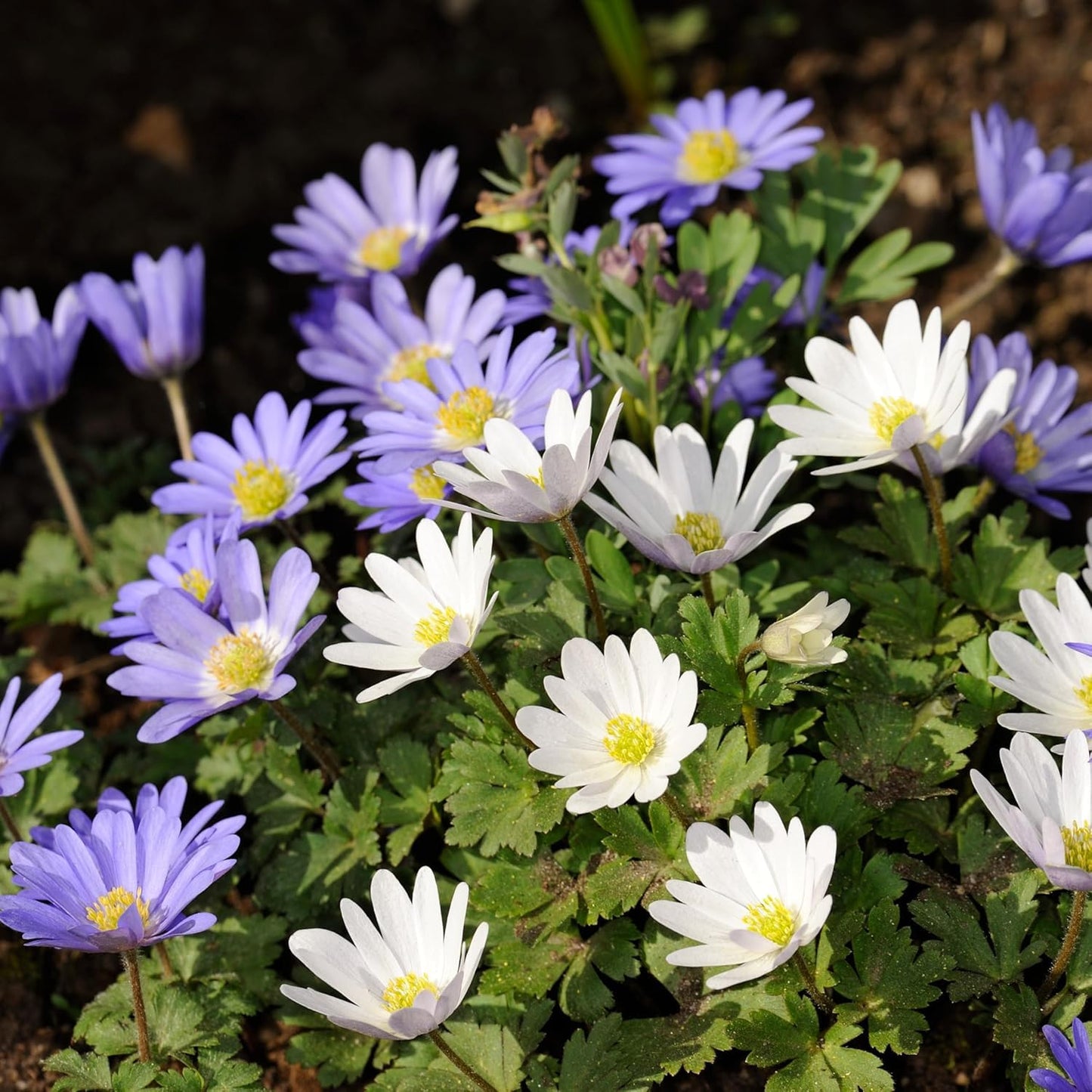 Amazing Deal-Complete Spring & Summer 100 Bulbs Blooming Bee & Butterfly Garden Collection-Beautiful Flowers that Attract Bees, Butterflies, Hummingbirds & Other Pollinators-Easy to Grow 1000's Sold