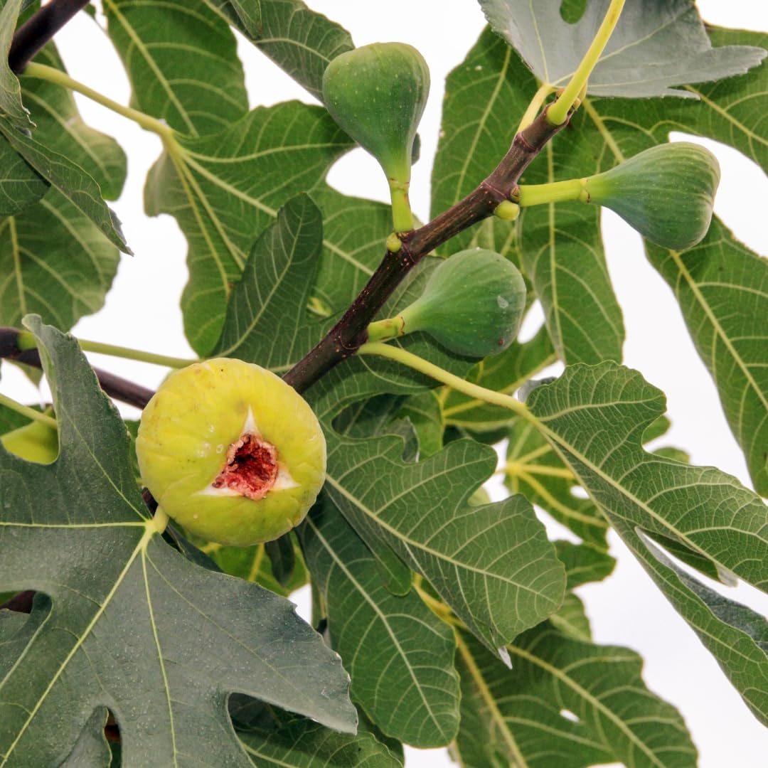 Fig Tree Live Plant, 1 Gallon Pot, Sweet Edible Fruit, Ready to Grow, Suitable for Gardens and Outdoor Planting, No Ship to CA (Yellow)