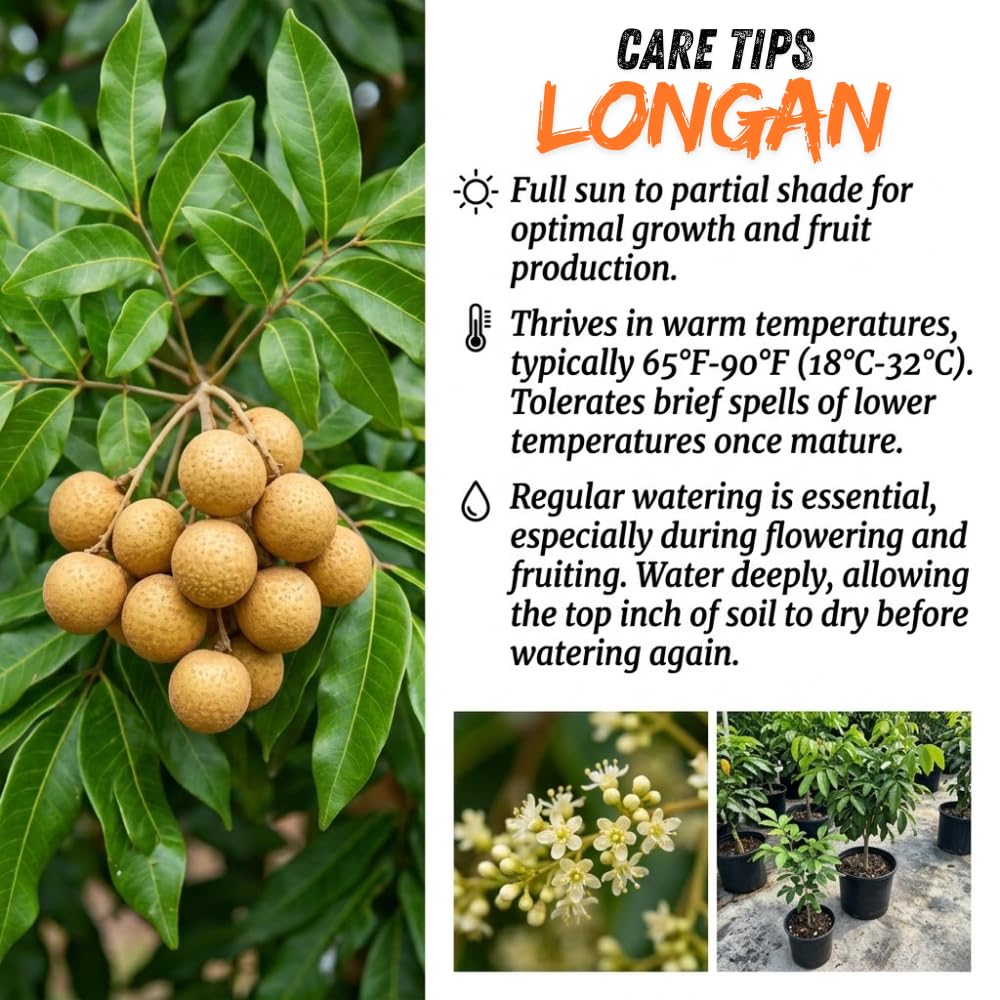 Longan Fruit Tree Live Plant, 2-3 Feet Height in 3 Gallon Container, Tropical Tree for Indoor Outdoor Planting and Home Garden Use, No Ship to CA