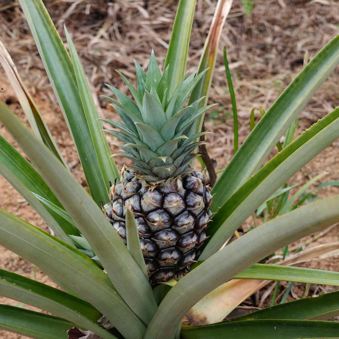 Set 2 Pineapple Plants Live, Sweet Pineapple Shrubs, Tropical Fruit, 4 to 8 Inch Tall for Planting Outdoor (White Jade)