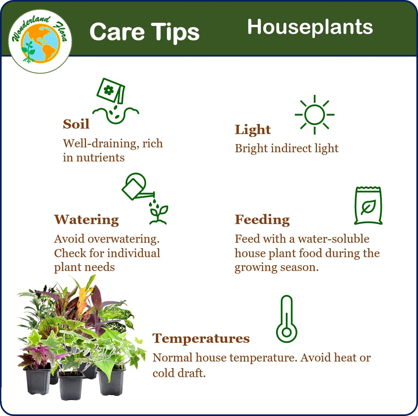 6PK 3” Pot Live Plant Collection, No Duplicates for up to Three Packs (18 Plants), Live Indoor Houseplants, Live House Plants, Easy to Grow, Indoor Gardening, Home, Office Décor, Gifts