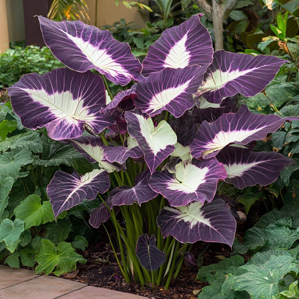 40pcs Purple-White Colocasia Seeds – Exotic Elephant Ear Plant Seeds for Planting, Bold Tropical Foliage, Easy to Grow Decorative Plant for Garden, Patio, Landscape & Indoor Containers