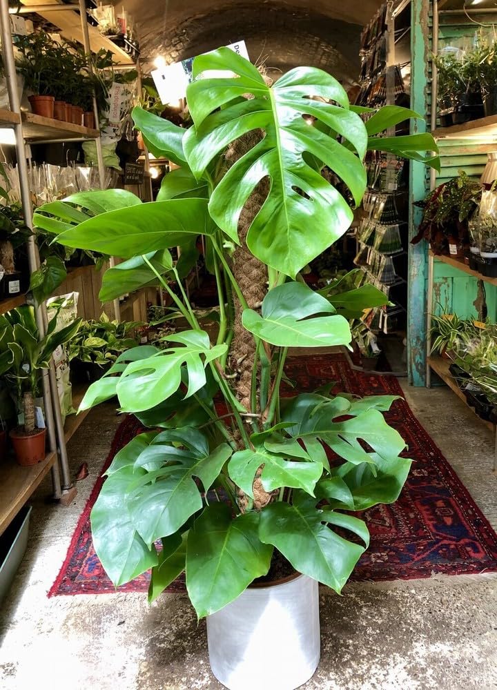 90PCS Fresh Monstera Plant Seeds, Rare Tropical Houseplant Seeds for Indoor & Outdoor Growing | Easy to Grow Exotic Foliage Plant