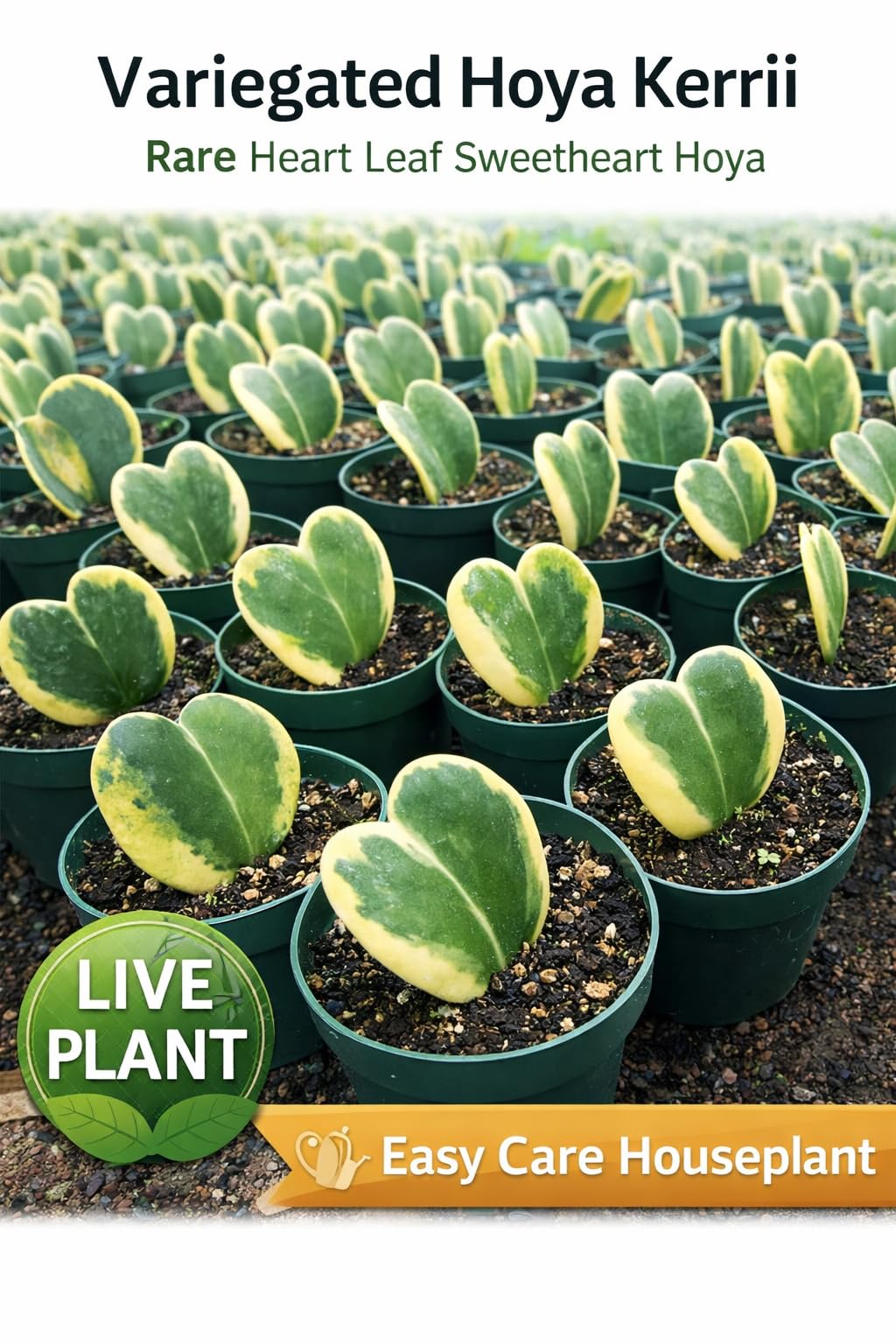 Hoya Kerrii Variegata Live Plant – Rare Variegated Sweetheart Hoya with Heart-Shaped Leaves, Easy Care Indoor Houseplant, Collector Tropical Plant