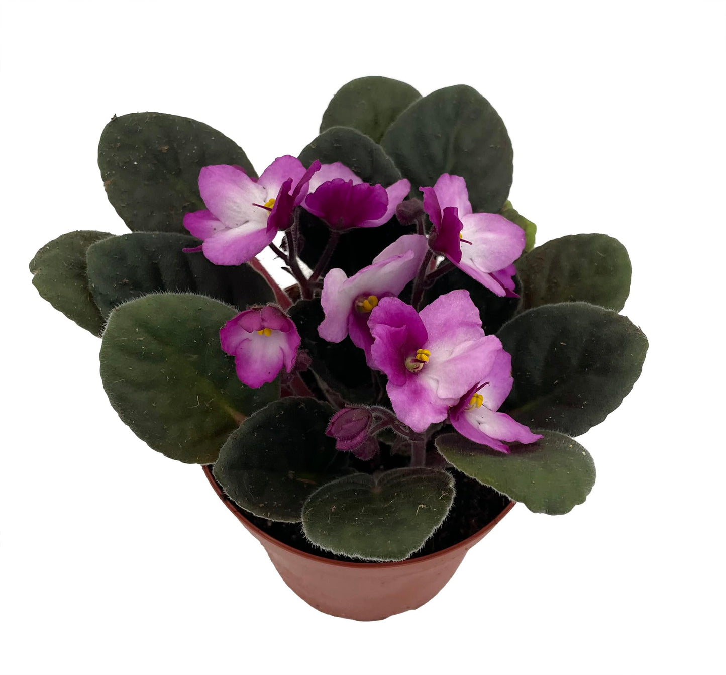 Novelty African Violet - 4" Pot - Best Blooming Plant