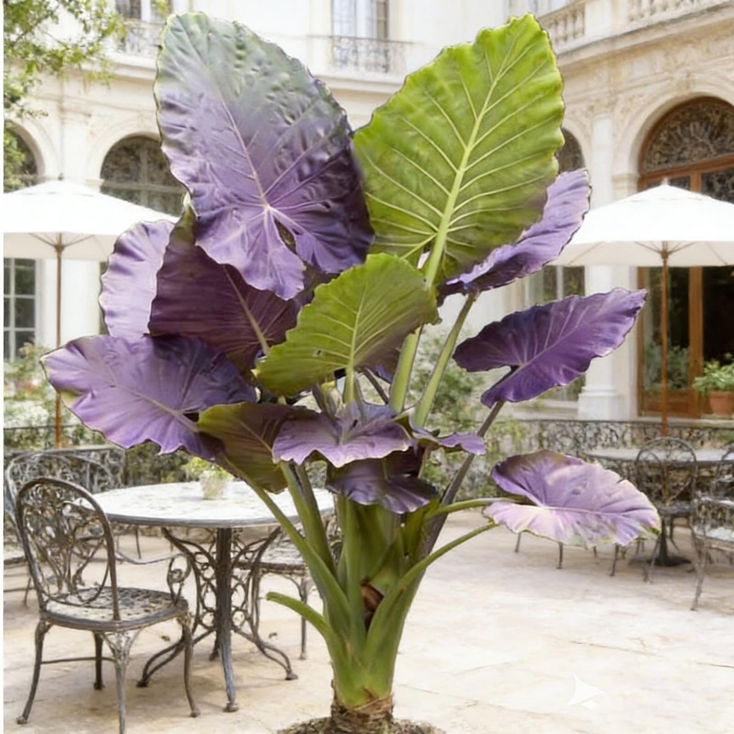 Giant Tropical Elephant Ear Plant Bulbs | Live Foliage Starter for Indoor Outdoor Garden & Patio (6)