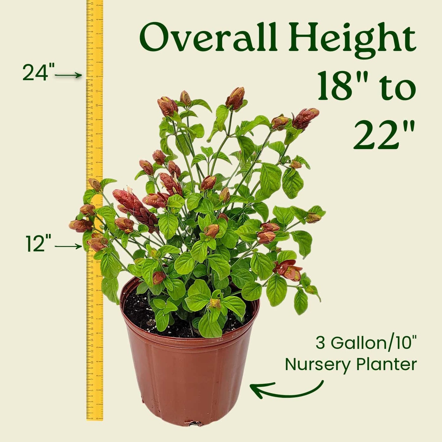 Tropical Plants of Florida Shrimp Plant Bush Live - 3 Gallon 18 to 22 Inch Tall Tropical Flowering Shrub Patio Outdoor Garden Plant