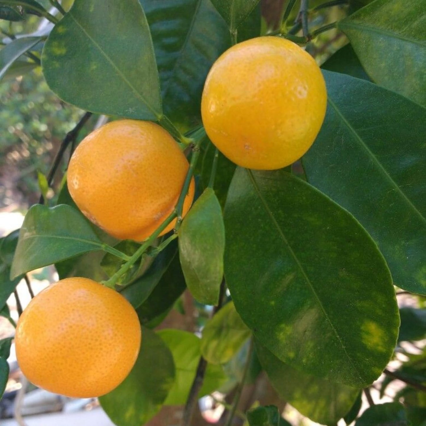 Calamansi Tree, Live Calamondin Citrus Fruit Plant in 5 Gallon Pot, Large Calamansi Kalamansi Tree for Planting Patio Garden