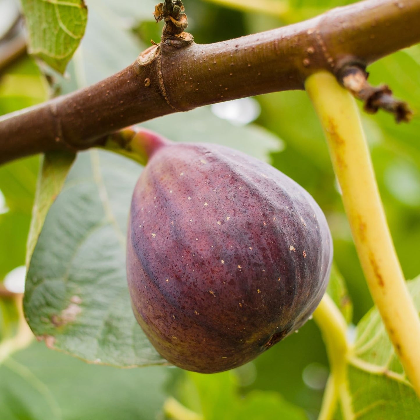 Fig Tree Collection (4 Pack) Edible Fruit Plant from Our Optimal Picks | Easy to Grow Plants for Sustainable Living | Grow Your own Food on Your Edible Organic Garden | Live for Planting | No Seeds