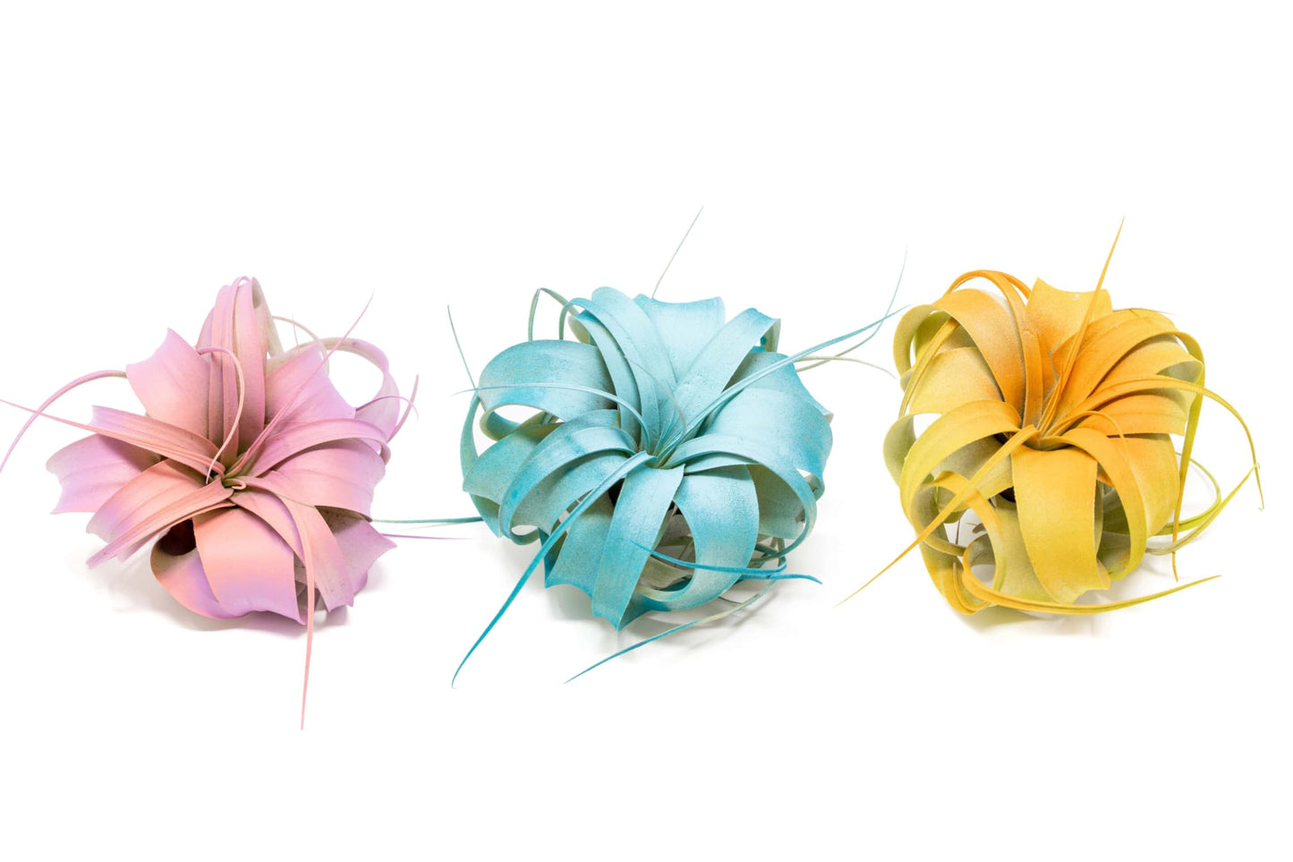 Colorful Mini Tillandsia Xerographica Air Plants in Custom Vibrant Tones - (Hawaiian Sunset, Pack of 3)