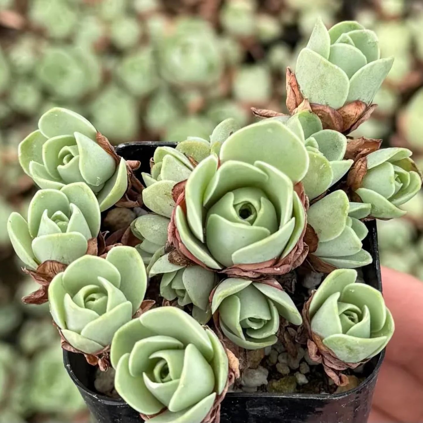 Mountain Rose Cactus Live Plant, Very Rare Succulent Live Plant in 2" Pot, Stater Plant