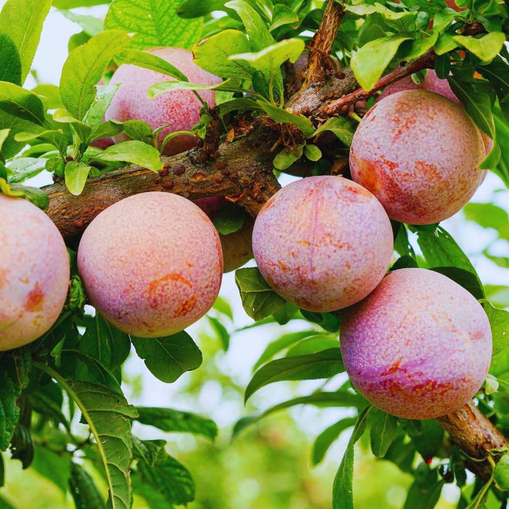 Flavor Pluot Tree Live Plant, Plum Apricot Plant, 3 Gallon Pot, 2-3 Ft Long, Sweet Fruit for Home Garden Outdoor, No Ship to CA
