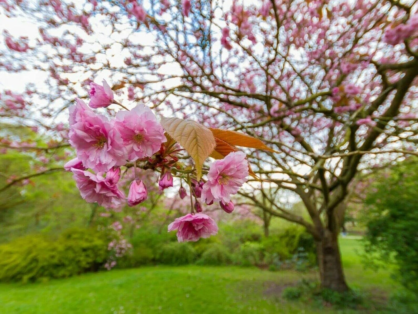 Kwanzan Japanese Flowering Cherry Tree - 8-14" Tall Live Plant - 2.5" Pot - Pink Flowering Seedling - Prunus 'Kanzan'