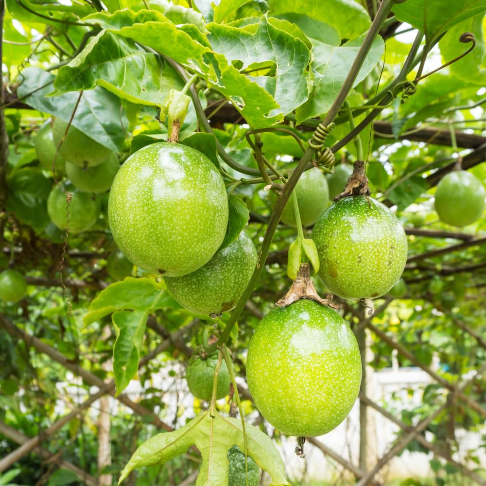 Sweet Passion Fruit Plant Live, Fragrant Passion Fruit Tree Live Plant, Edible Fruit Bearing Vine, Perennial Tropical Plant for Outdoor Gardening, 4-6 Inches Tall
