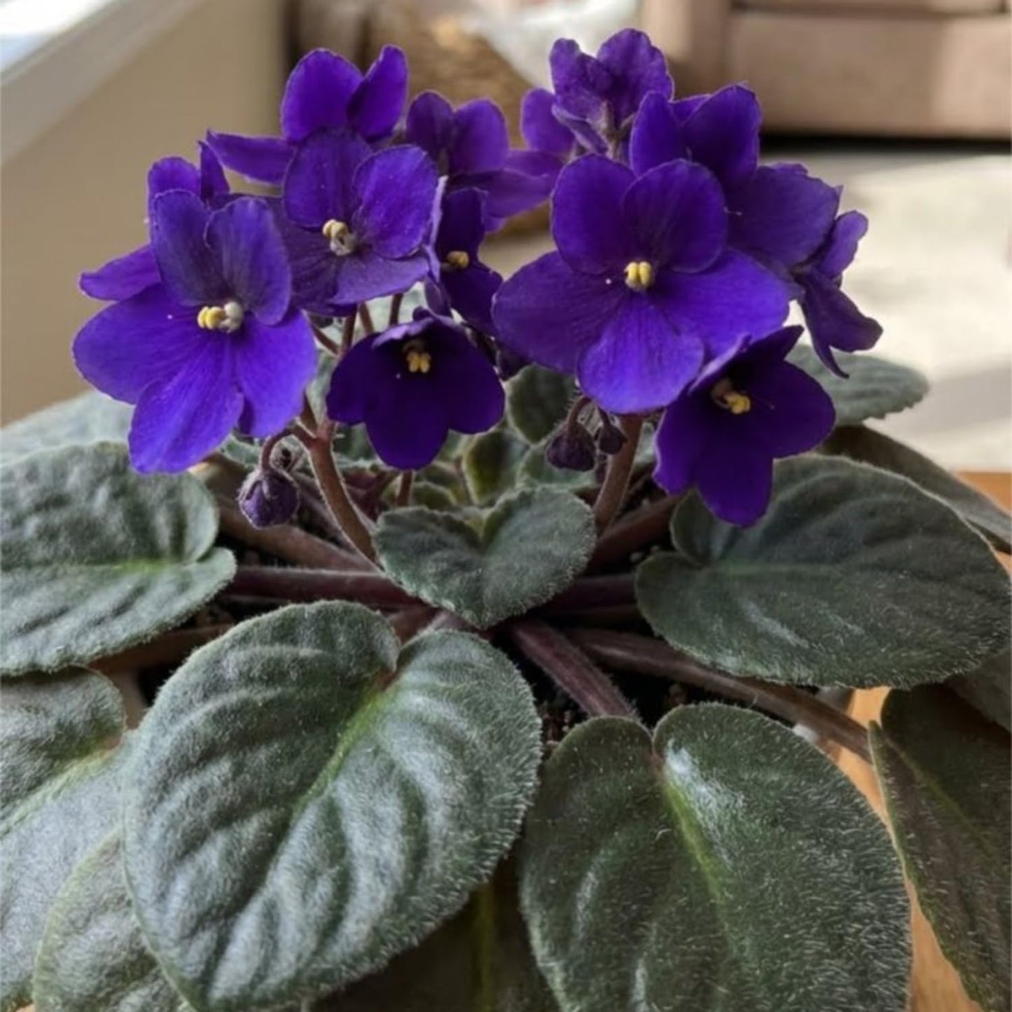 Blue African Violets Live Plants, 4 Inch Pot African Violet Plant, Vibrant Flowers, Perennial Flowering Houseplant