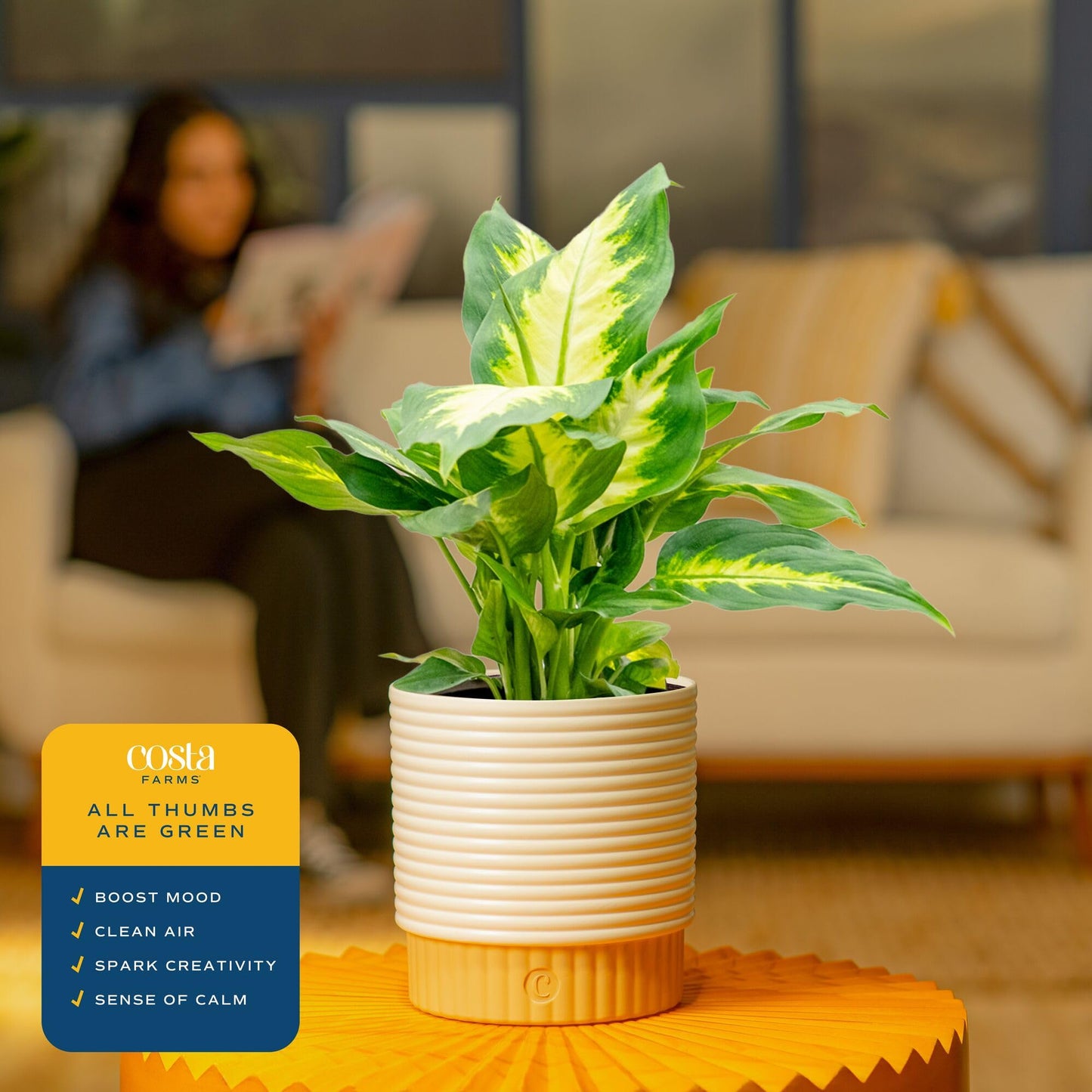 Costa Farms Dieffenbachia, Dumb Cane Live Plant in Decorative Pot, Easy to Maintain Indoor Houseplant, Perfect for Home, Room, or Office Decor, Great House Warming or Birthday Gift, 12-18 Inches Tall