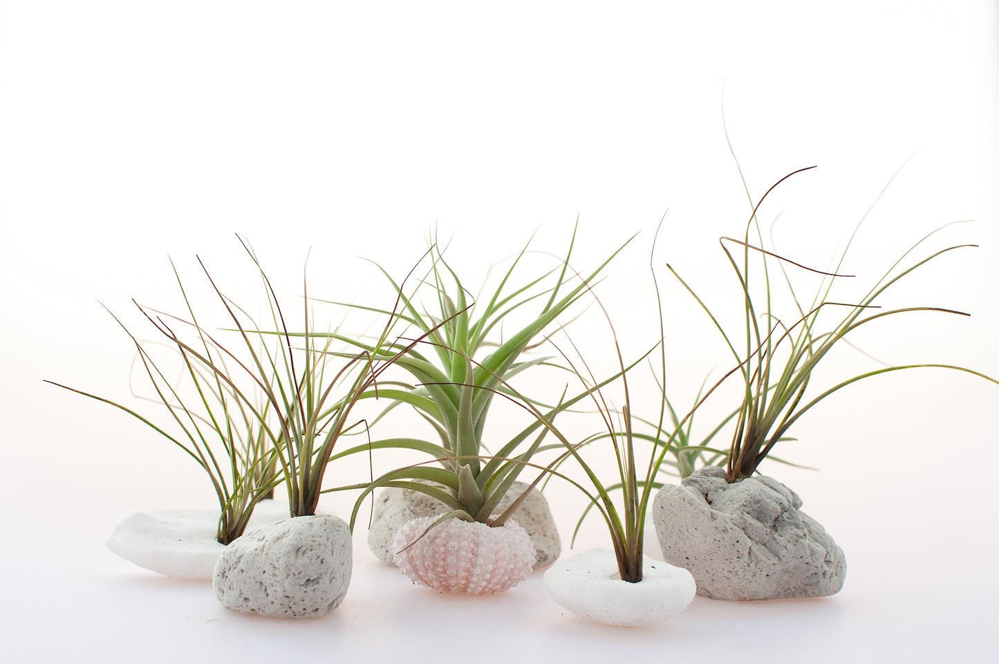 Tillandsia Air Plants Live Indoor Plants (6PK), Airplants Variety Live Plant Kit, Tropical Plants Live Houseplants, Air Plant Live Succulents Plants Live Plants Indoor House Plants by Plants for Pets