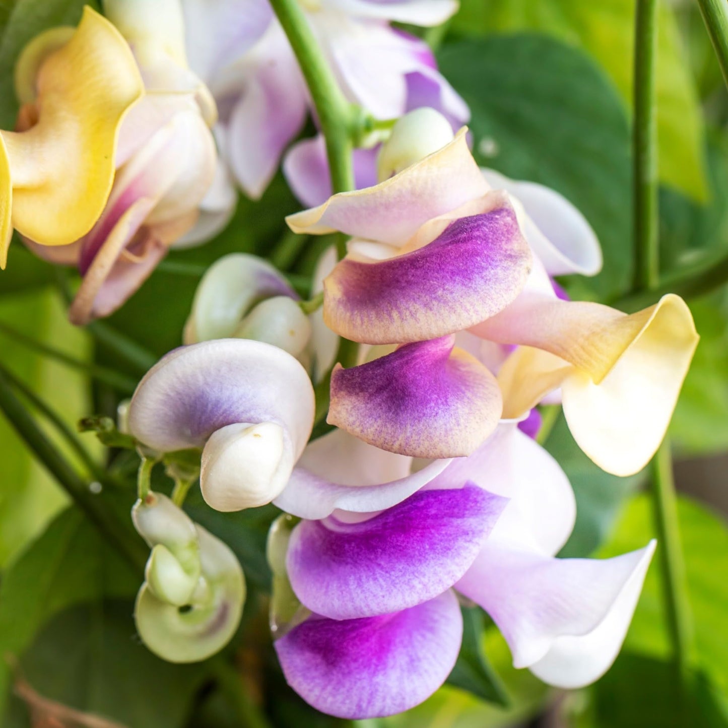Easy to Grow Corkscrew Vine 1 Plant - Potted Perennial Flower in a Quart Pot, Summer Fragrant Purple, Pink & Ivory Blooms in Sun (Vigna Caracalla)