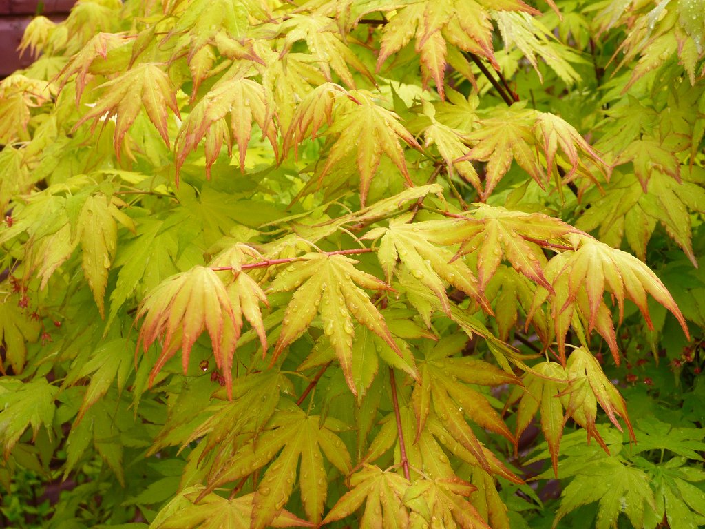 Orange Dream Japanese Maple - Stunning Orange and RED New Spring Growth ON A Dwarf Japanese Maple - 3- Year Tree