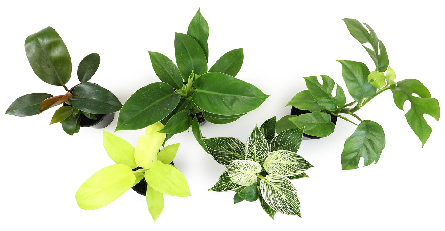 Real Philodendron Plant Variety Pack (Includes 4 Live Plants) in 4.25" Grower Pots, Easy to Grow Air Purifying Philodendrons, Seasonal Surprise Box, Easy & Popular Houseplants by Plants for Pets