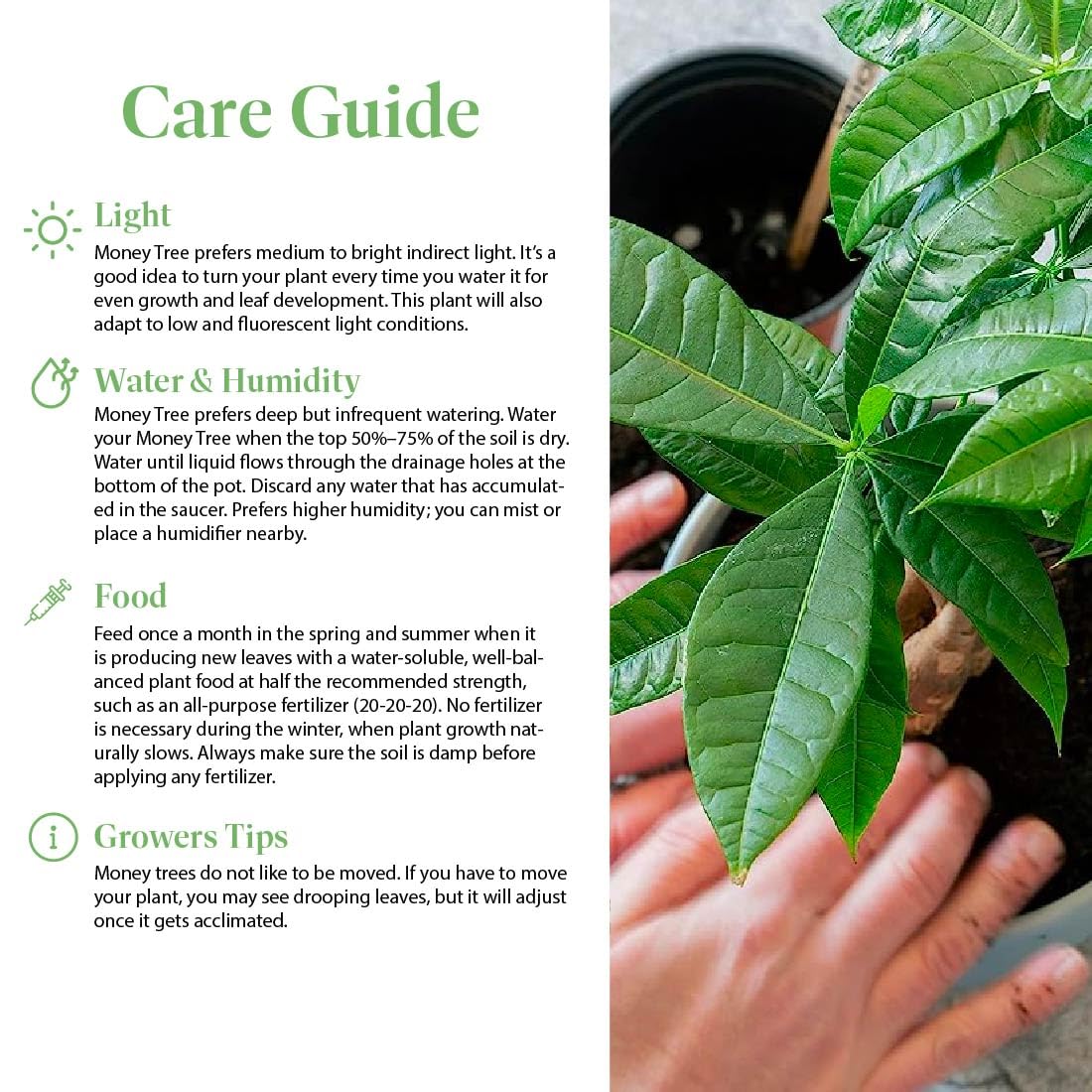 American Plant Exchange Money Tree – 4-Inch Pot with Cover – Live Easy Care Indoor Houseplant, Air-Purifying, Low-Light Bonsai Plant for Home, Office & Garden Decor